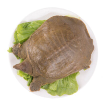 外塘中华鳖苗小甲鱼苗幼放生态养殖鲜活 2.5斤 1g