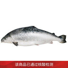 【核酸已检测】御鲜轩 智利冰冻整条三文鱼（大西洋鲑）6-6.5kg 刺身闪送海鲜水产生鲜
