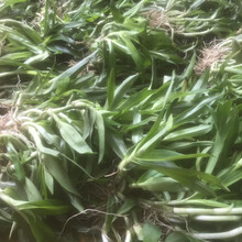 散结生草药痰火草,化核草,围夹草、癌草500g新鲜采摘