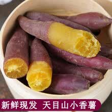 梓乐果 3/5斤临安天目山小香薯新鲜红薯正宗板栗沙地番薯地瓜手指小红薯 5斤 小果