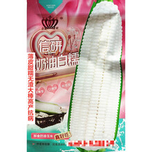 信研彩糯蜜彩甜糯玉米种子色泽靓丽甜糯可口高产抗病农家春秋播种 信研奶油白糯原装40克x5袋