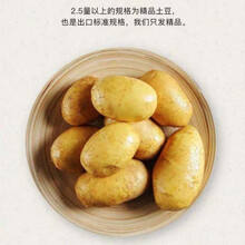 甘肃沙漠爆皮板栗马铃薯 新鲜农家现挖小土豆小洋芋营养好吃蔬菜 5斤 迷你小土豆【鸽子蛋大小】