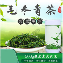 杞里香 毛冬青茶 嫩芽云南特产500g散装青山绿水毛冬青茶叶1斤