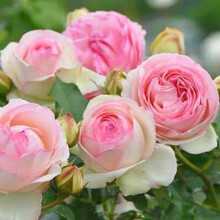 爬藤欧月蔷薇大苗1.6米母系大苗藤本月季花苗庭院植物花卉玫瑰浓香大花四季开花 粉色龙沙宝石1.6米特大苗 花开10公分左右 不含盆