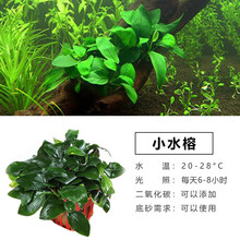 于家林子水草活体新手懒人沉木水榕淡水鱼缸生态造景套餐用品水族箱装饰阴性真植物后景草 小水榕