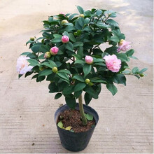 茶花苗山茶花盆栽茶花精品茶花树苗客厅阳台绿植花卉当年开花 香妃茶花3年苗