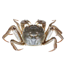 【活蟹】六月黄鲜活全母公小螃蟹大闸蟹海鲜水产蟹类 普米加罗 二元蟹10只加5只(试吃装)