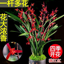 艾莹兰花 绿云梅 矮种浓香兰花苗花卉盆栽冬带花苞室内阳台绿植物 墨兰满江红4苗连体裸根