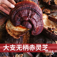 【精选】高品质西藏桑树桑黄 赤紫灵芝整个正宗长白山中药材肺部节西藏桑黄捛招山灵芝 赤灵芝500g【约10个】