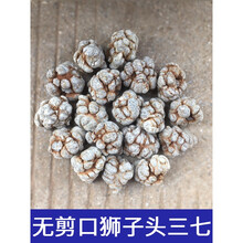 【官方旗舰】文山狮子头 三七头 云南无剪口滑头红土春 500g 无剪口20头(全狮子头)500G品质之选