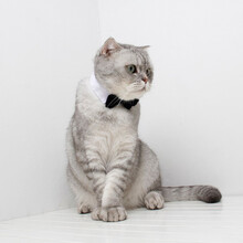 吉仔仔宠物领结领带  猫咪可爱优雅风领结 狗狗绅士蝴蝶结领带服饰品 B026白黑蝴蝶结 S(10斤内猫)