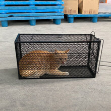 【电子发票】人道救助捕猫笼大号捉猫神器 黄鼠狼捕抓器 寻猫笼自动机关野猫笼抓猫捉猫笼松鼠捕抓器诱捕笼 超大号尺寸适用于1至15斤左右