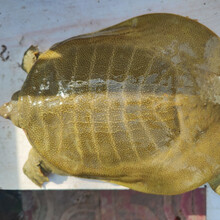 清水黄背黄油公甲鱼王八野外放养活体老鳖团鱼鲜活 6斤以上野养公甲鱼(一只)