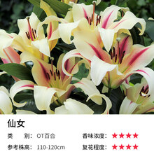 蝶遇百合种球多苞四季盆栽室内亚洲百合花种球重瓣大球矮生 OT百合-仙女(3球) 14-16CM