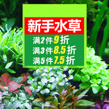 鱼缸水草植物造景套餐真鱼草水培懒人莫斯增氧阴性蜈蚣草沉木水榕YJ 买一发3【小芭榕】