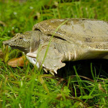【所友旗舰店】足斤【鲜活甲鱼 包活送达】大甲鱼活体食用中华鳖苗水鱼王八土鳖 2.5斤外塘青黄背