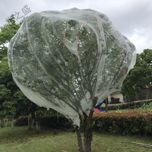 柯必达水果树罩网 樱桃防虫网 防虫网  防风网 60目网罩 7米*7米