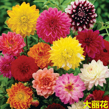 大丽花种子四季易活播庭院室外阳台太阳小丽花盆栽草花植物花种籽  硕雅园艺 大丽花混色1000粒
