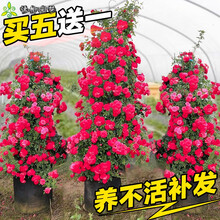 倾晨 红木香爬腾花香花四季红色爬藤植物大花苗盆栽攀爬甜蜜花卉七里香 红木香小苗10-20厘米高【买5+1】 不含盆