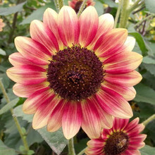 纳格兰葵花籽种子 向日葵种子观赏向日葵种籽切花瓜子葵花籽油葵矮秆室内盆栽孑 原包装