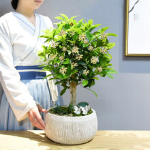 自然空间 ZRKONJN 四季桂花树盆栽植物盆景庭院阳台室内好养浓香型常青绿植花卉 柳素老桩桂花+2天鹅+聚财罐
