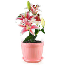 沭之美百合花种球盆栽 香水百合带芽花苗套餐 盆栽花卉绿植 马龙 仿木桶盆套装
