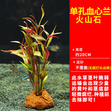 鱼缸 活体易养懒人真水草 装饰淡水植物沉木水榕水族箱造景石套餐 单孔血心兰火山石