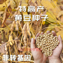 高产黄豆种子农家春季夏季播种易活田园种植号豆种 中黄13 【中黄13黄豆】简装2500克