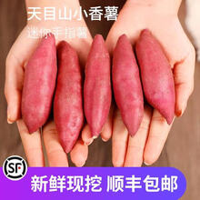 梓乐果 新鲜红薯正宗临安天目山小香薯迷你板栗地瓜山芋5斤手指番薯10 3斤 小果