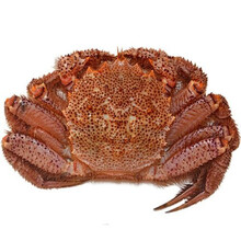 北海道红毛蟹冰鲜螃蟹海鲜毛蟹现货蟹上海闪送 冰鲜 2斤