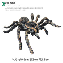 仿真昆虫蜘蛛玩具动物模型大号黑蜘蛛套装儿童科教认知礼物 白漆头蜘蛛