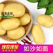 现挖现发精品土豆新鲜土豆马铃薯洋芋黄心土豆时令蔬菜批发10/5斤 5斤装 新鲜现挖