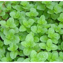 薄荷满天星多肉碗莲太阳花卉盆栽植物蔬菜种子四季种易活开花不断 薄荷200粒