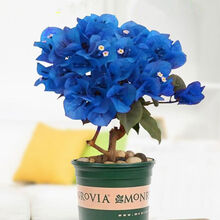 三角梅盆栽老桩重瓣多色爬藤大苗室内外耐寒好养四季开花不断易活 蓝如意 3年苗