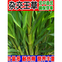 四季牧草种子多年生牧草黑麦草大叶晚熟杂交王草种籽牛羊驴猪鱼兔 杂交王草1斤【买5斤送1斤】