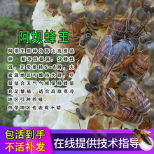 中蜂蜂王种王种良种高产蜜蜂蜂王活体产卵王双色杂交王 阿坝中蜂处女王【包活到手】