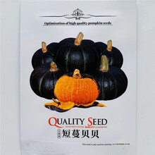绿贝贝迷你小南瓜种子 高产日本板栗南瓜种孑 小南瓜四季蔬菜种籽 短蔓贝贝 原装10粒
