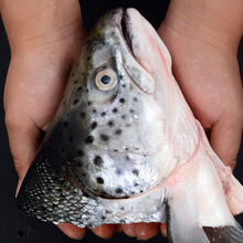三文鱼头鱼头超大冰鲜海鲜水产鲜活烧烤炖汤食材鱼头 2只尝鲜装 单只300-400克