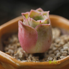 多肉种子山地玫瑰种子多肉植物种子多肉山地玫瑰花卉种子阳台种植 特内里费20粒
