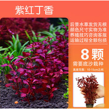 懒人水草活体淡水植物鱼缸水族箱装饰造景水草活体淡水植物皇冠中后景水草鱼缸造景装饰 紫红丁香5棵一份(无需CO2)