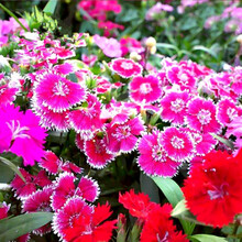 五彩石竹种子常夏石竹花种子美国石竹花籽四季种植花卉种子花海景观庭院盆栽种子简雪 常夏石竹种子1斤