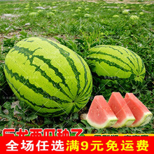 中晚熟巨龙王西瓜种子抗病高糖特大果西瓜四季水果种子超甜 少籽巨龙西瓜(60粒试种装)