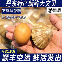 大文贝鲜活野生超大黄蚬子无沙东港贝类海鲜丹东文贝【顺丰特快】 1500g(净重) （23-30粒） 丹东大文贝
