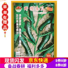 凤鸣雅世 蔬菜种子南瓜种籽小贝贝南瓜巨型南瓜玩具南瓜种子奶油南瓜皇冠南瓜盆栽水果种子菜种子春季菜籽 蔬菜种籽 早生青南一号南瓜种子 5克