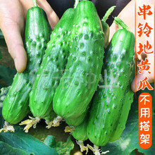 传统老黄瓜种子水果蔬菜种籽孑旱黄瓜农家生吃春秋季早熟 串铃地黄瓜/不搭架/原包装160粒