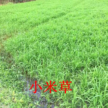 鱼塘水草种子苦草水花生伊乐藻轮叶黑藻种子小龙虾鱼蟹养殖水草籽 小米草种子一斤