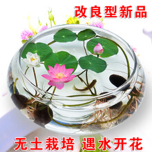 睡莲已开口碗莲种子水培植物阳台花卉水生水养睡莲花四季开花盆栽隆鼎 开口碗莲种子30粒