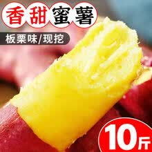 板栗红薯新鲜黄心蜜薯现挖地瓜番薯新鲜蔬菜5/10斤 5斤精选黄心板栗薯【中果】 香甜板栗红薯