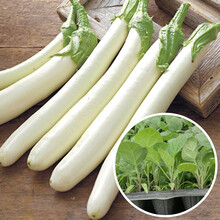 寿禾 茄子苗种苗杭茄长茄鸡蛋茄白茄嫁接黑茄山东寿光优质蔬菜苗春季秧苗种苗 白长茄苗 5棵