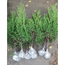 蜀四季常青桧宝塔松清明节墓地松 扫墓松柏侧柏桧柏 柏树苗 绿化 墓地塔柏60-70厘米高 90cm(含)-99cm(含)